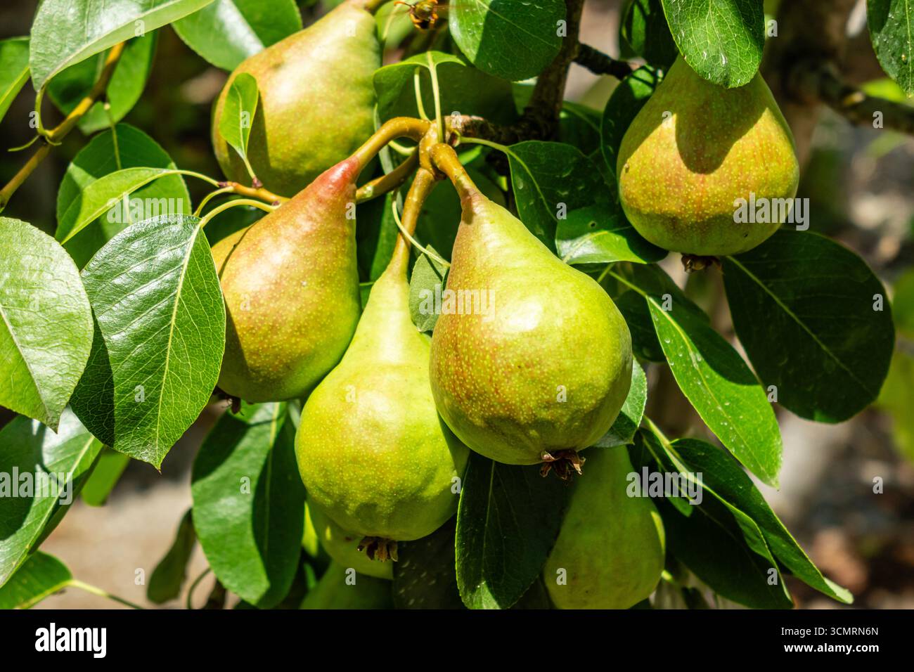 Tiro di pere maturi appesi sull'albero nel giorno d'estate Foto Stock