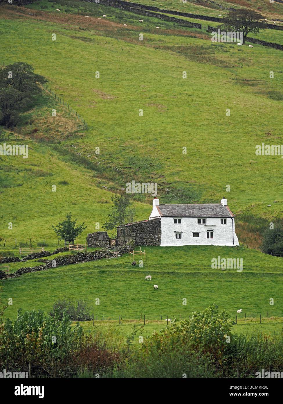 Pecore che pascolano di fronte a una fattoria bianca isolata con un edificio in pietra sul lato della valle verde con pareti - Long Sleddale, Cumbria, Inghilterra, Regno Unito Foto Stock
