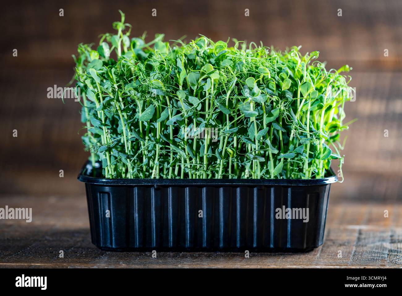 Germogli di piselli verdi in un contenitore di plastica nero sul tavolo di legno, primo piano. Il concetto di mangiare sano e cibo biologico Foto Stock