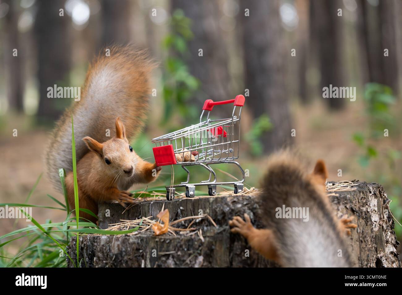 Scoiattoli con carrello della spesa sul ceppo di alberi nella foresta Foto Stock