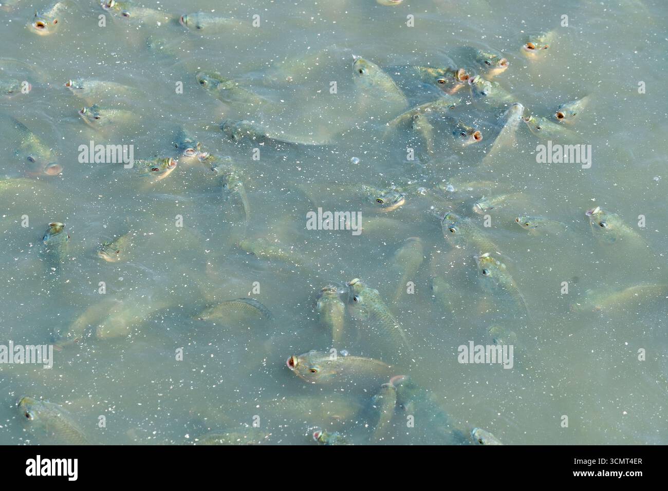 Pesci locali che si raccolgono sulla superficie d'acqua a Tete, Mozambico, con bocche aperte in frenesia alimentare. Foto Stock
