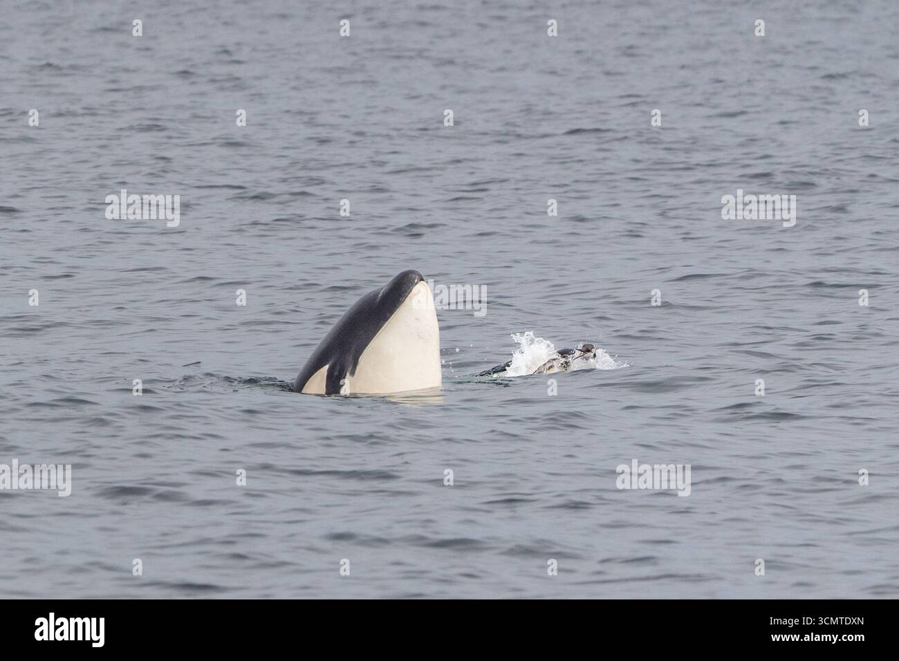 Orca (orca assassina) che caccia un uccello marino nell'oceano, mostrando un potente comportamento dei predatori in natura." Foto Stock