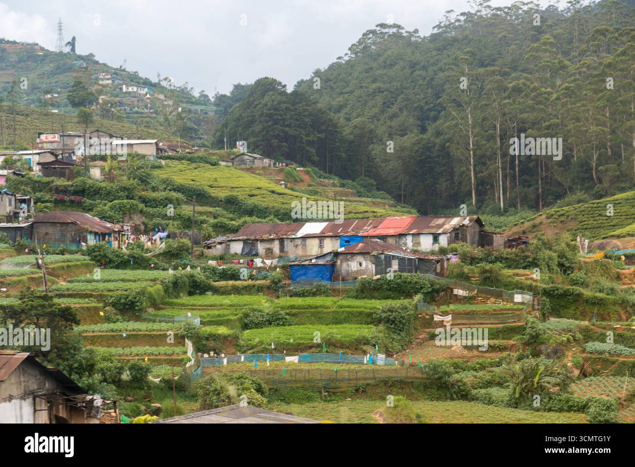 Sri Lanka - Nuwara Eliya - Hillside Homes - Case rurali tra campi terrazzati Foto Stock