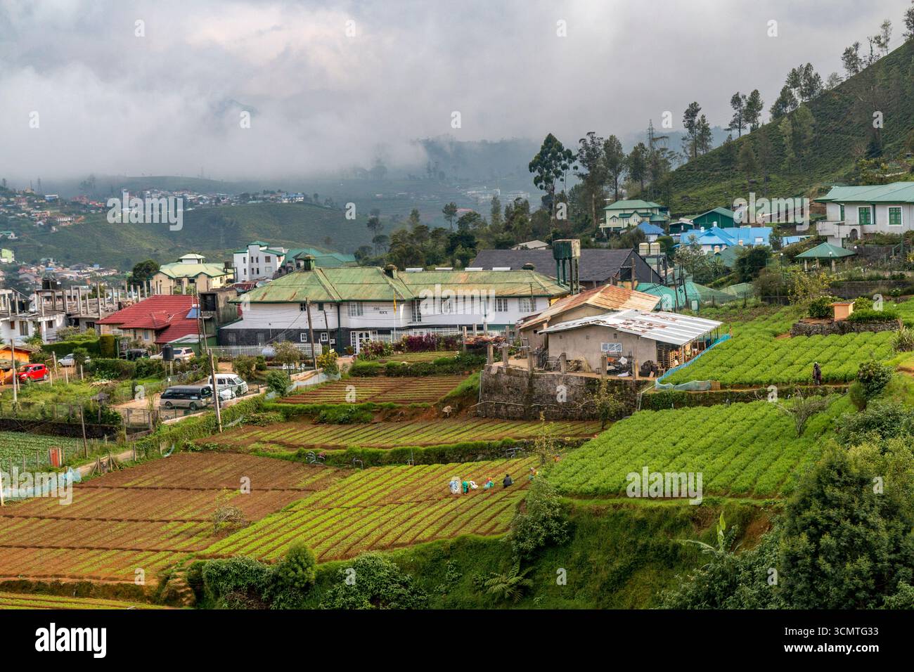 Sri Lanka - Nuwara Eliya - Hillside Neighborhood - terreni agricoli terrazzati e villaggio Foto Stock