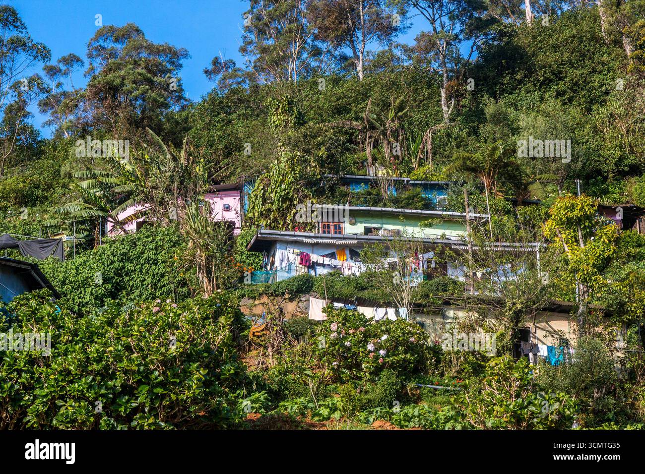 Sri Lanka - Nuwara Eliya - Forest Edge - Case su lussureggianti pendii verdi Foto Stock