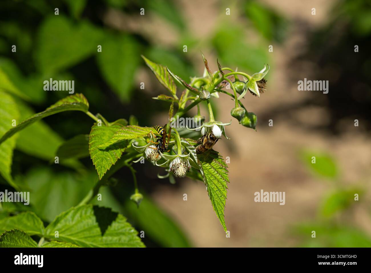 Primo piano di api e vespe che impollinano i fiori di lampone su un cespuglio verde in giardino. Impollinazione, agricoltura e importanza dell’attività degli insetti per il raccolto Foto Stock