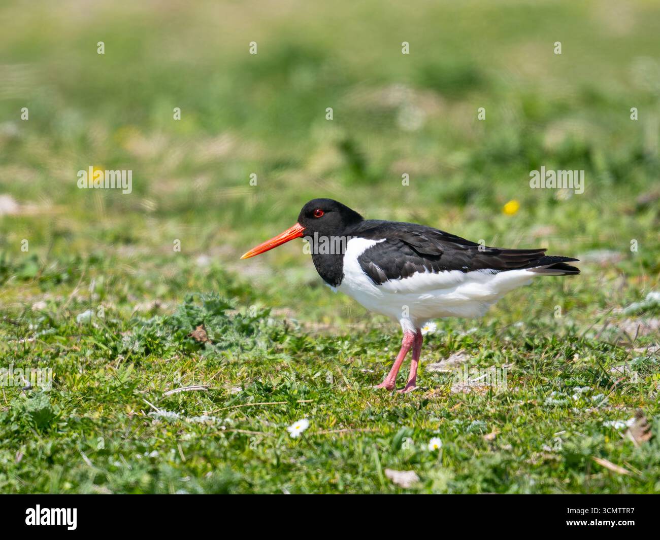 Un oystercatcher eurasiatico (Haematopus ostralegus), che si nutre su un campo erboso. Foto Stock