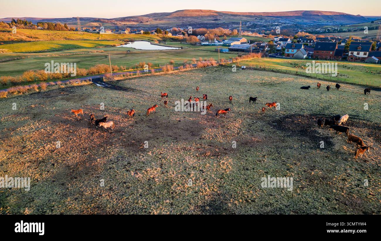 Vista aerea dei cavalli che pascolano sulla terra comune in una valle gallese durante l'ora d'oro. Foto Stock
