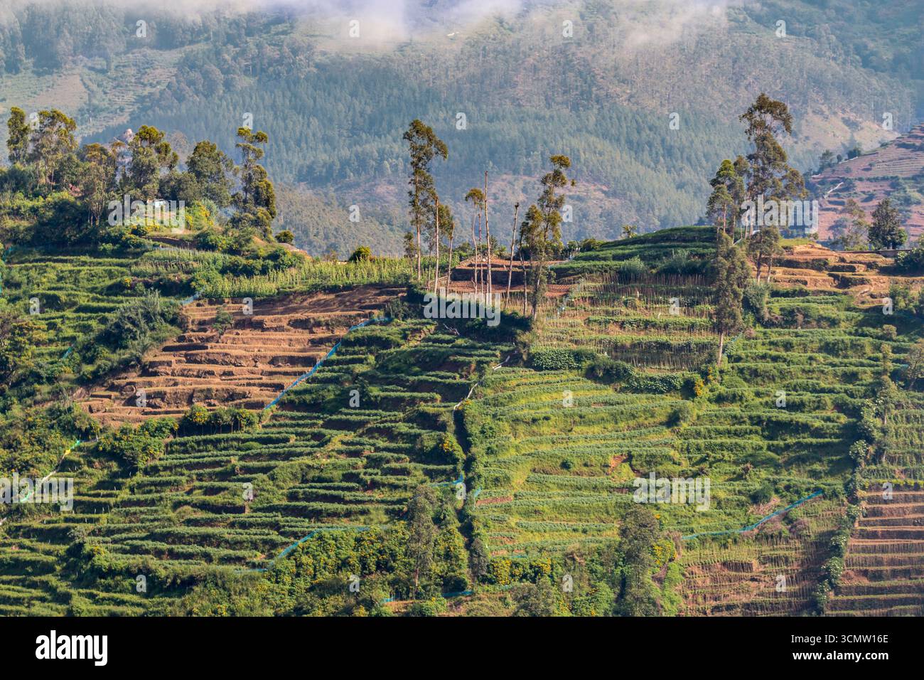 Sri Lanka - Padinawela - campi terrazzati - ripidi strati di agricoltura verde Foto Stock
