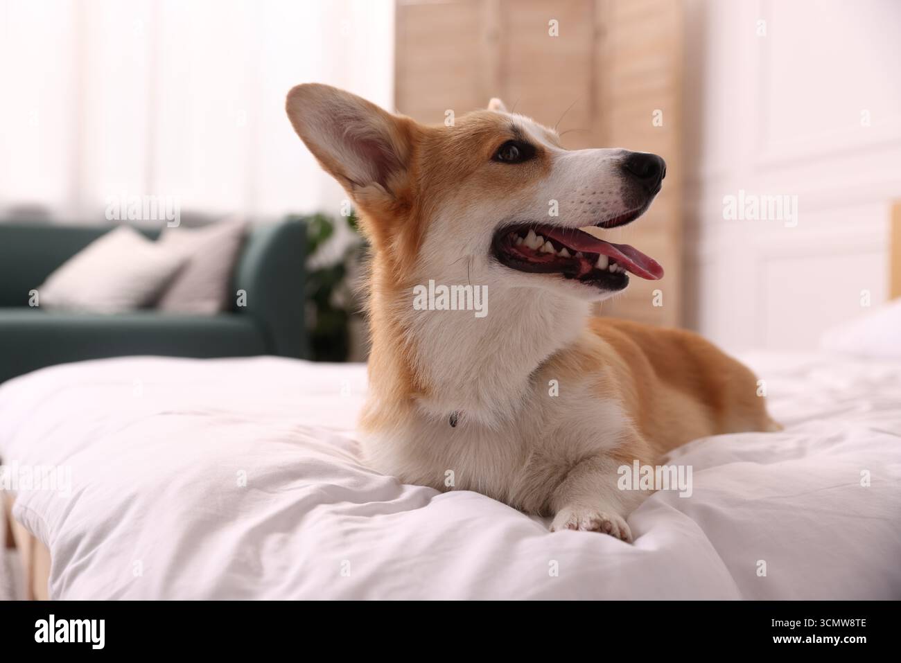 Hotel in cui sono ammessi gli animali domestici. Bel cane a letto al chiuso Foto Stock