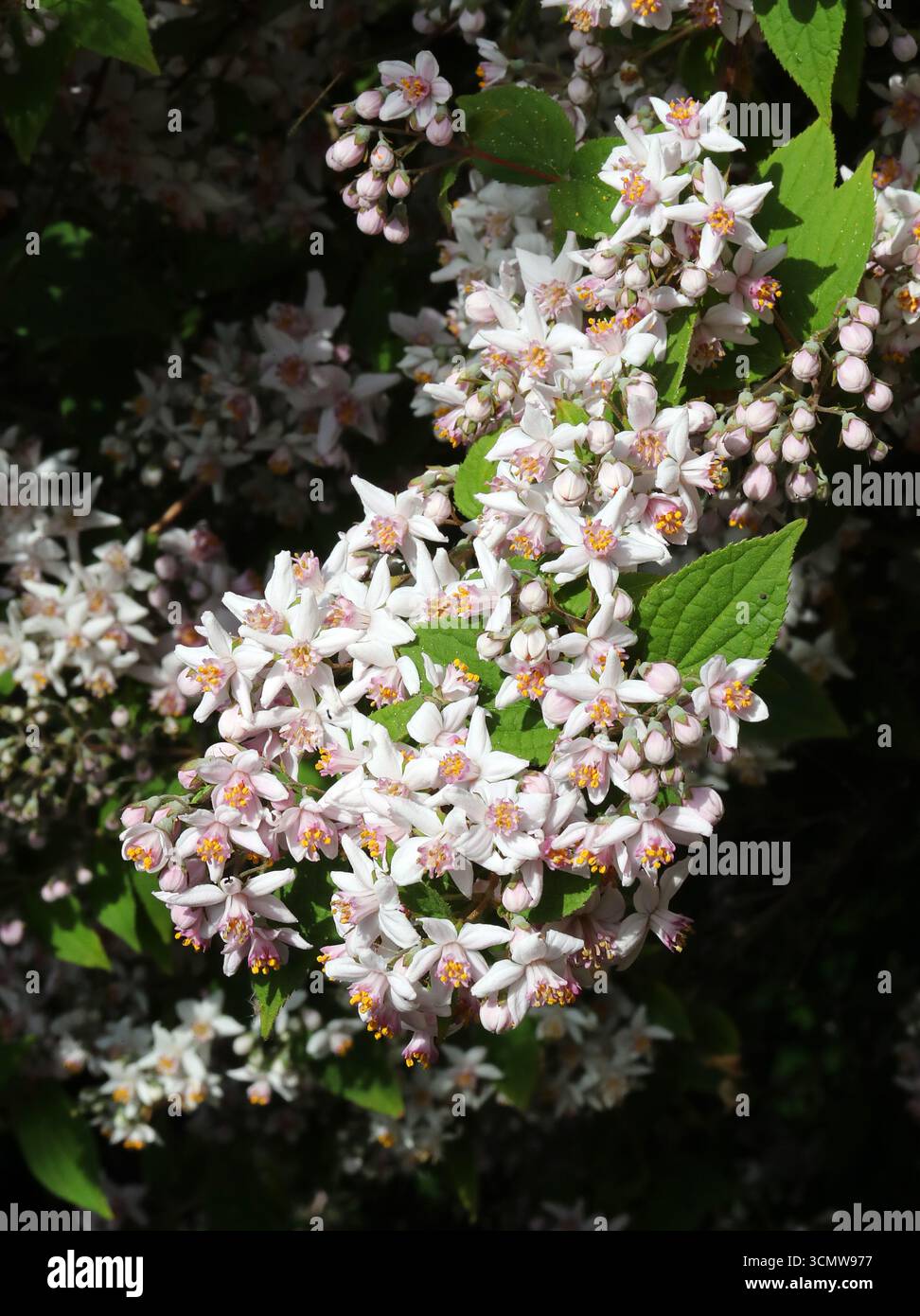 Deutzia x hybrida "Mont Rose", Hydrangeaceae. REGNO UNITO. Un arbusto di medie dimensioni a crescita rapida, verticale, deciduo, con fogliame stretto e ovato. Foto Stock