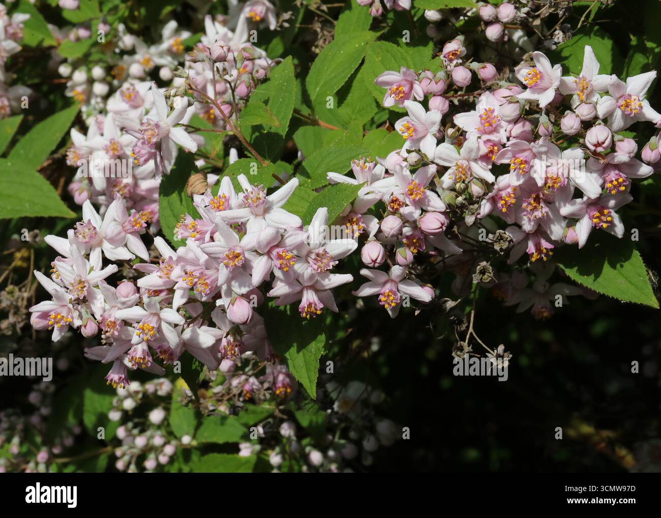Deutzia x hybrida "Mont Rose", Hydrangeaceae. REGNO UNITO. Un arbusto di medie dimensioni a crescita rapida, verticale, deciduo, con fogliame stretto e ovato. Foto Stock