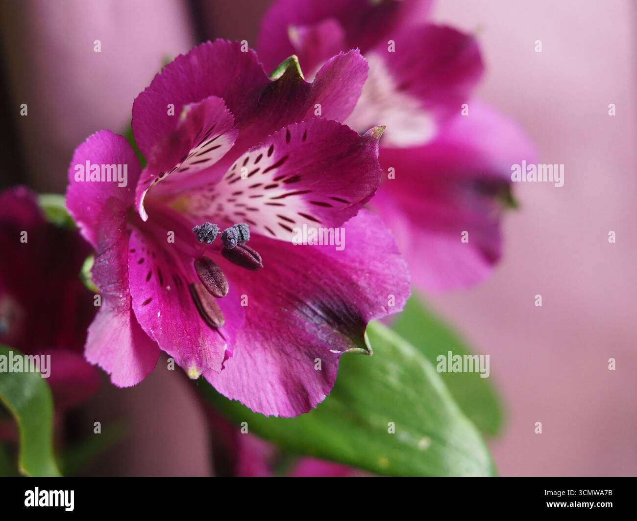 Primo piano della testa del fiore di un giglio peruviano viola (Alstroemeria aurea Graham) o giglio degli Inca. Bonn, Germania. Foto Stock