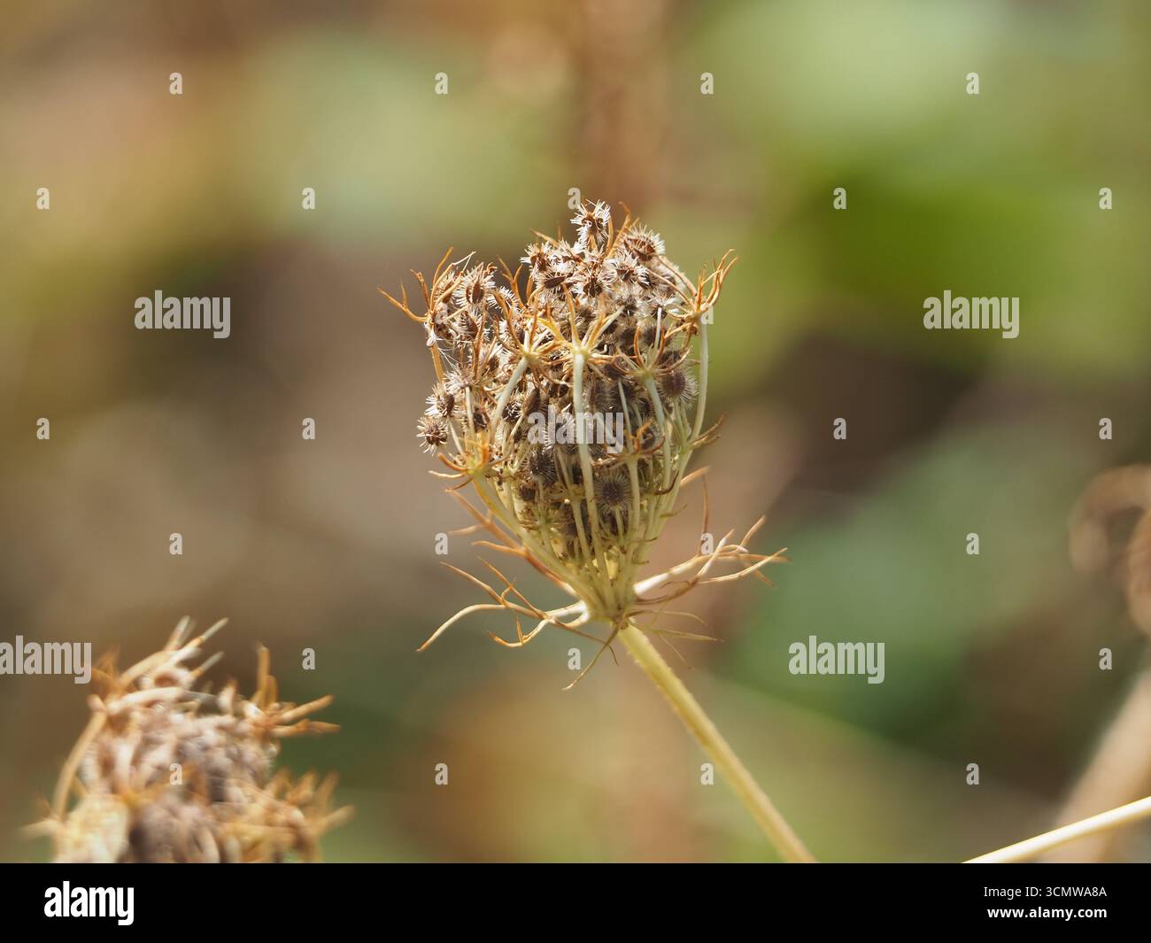 Primo piano isolato di una ombela di semi essiccati di una carota di daucus, o di carota selvatica, carota europea, nido di uccello, fiore di carota, pizzo vescovile, carota flo Foto Stock