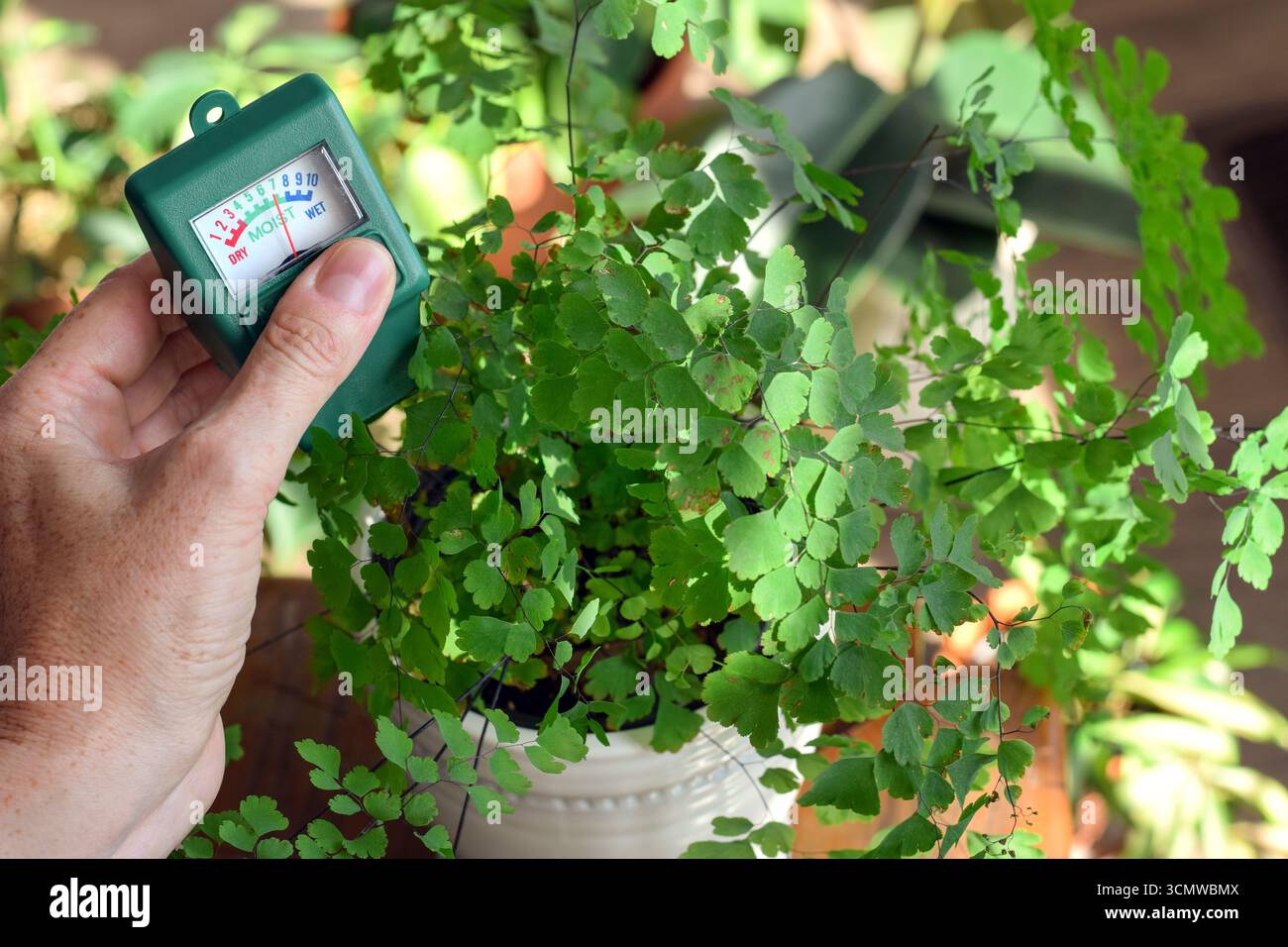 Primo piano della mano di una donna usando un misuratore di umidità per controllare il terreno di una pianta di felce di maidenhair. Concetto di giardinaggio interno, cura delle piante domestiche, irrigazione Foto Stock