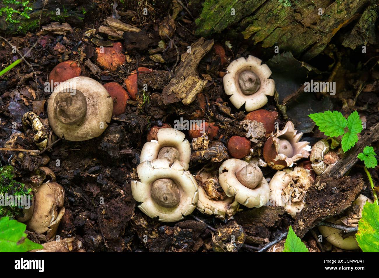 Earthstar arrotondata, Grastrum saccatum Foto Stock