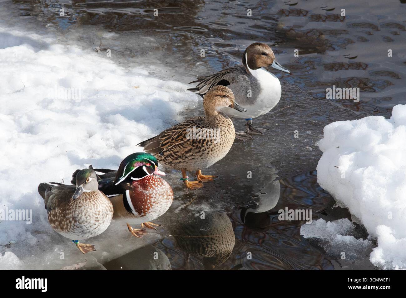 Due paia di anatre selvatiche in inverno. Foto Stock