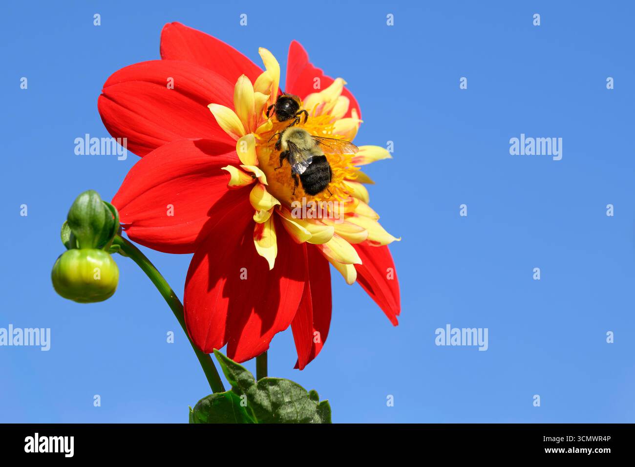 Bombus comune orientale, Bombus impatiens, su un fiore di Dahlia Impression Festivo, Vancouver, British Columbia, Canada Foto Stock