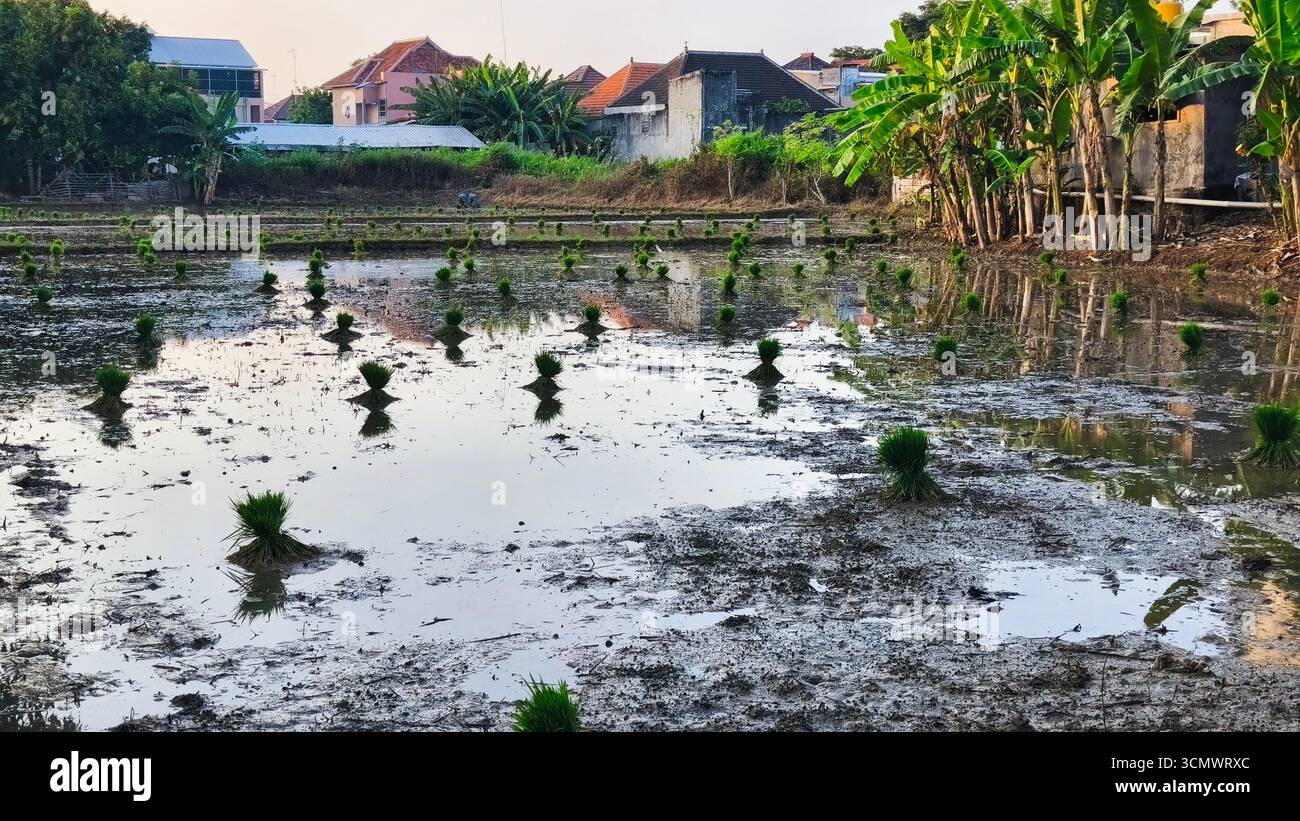 Fascio di giovani piantine di riso legate insieme, preparate per la piantagione in risaia umida, scenario agricolo tradizionale in Asia Foto Stock