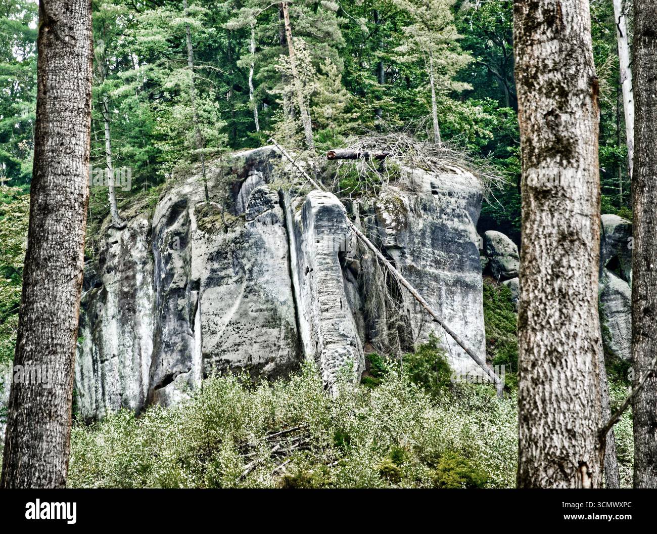Torri di pietra arenaria che perforano il paesaggio verdeggiante della foresta nel parco nazionale bohémien della svizzera, rivelando la bellezza scultorea geologica Foto Stock