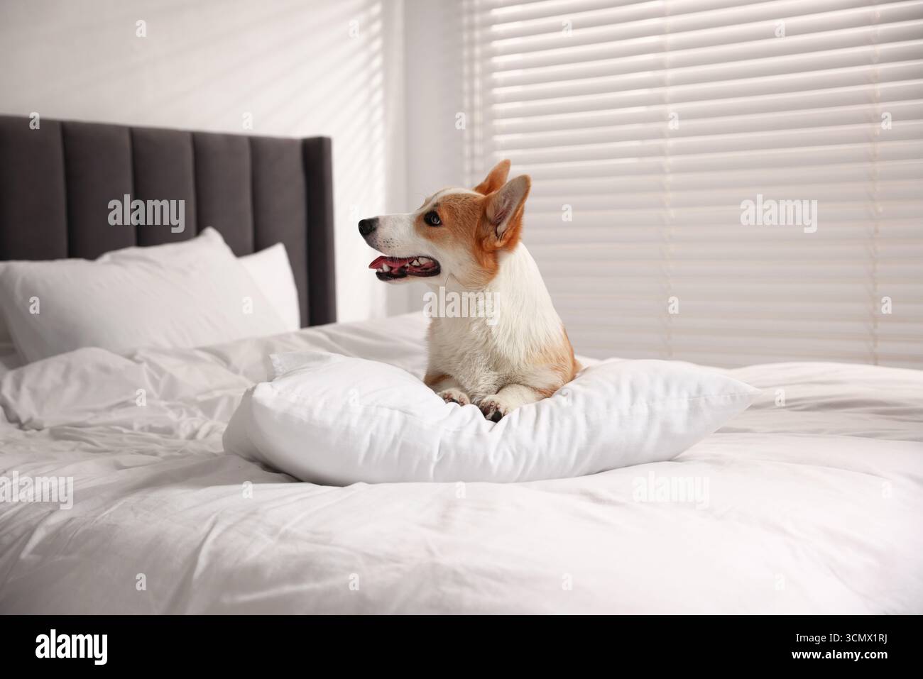 Hotel in cui sono ammessi gli animali domestici. Un cane carino con cuscino sul letto interno Foto Stock