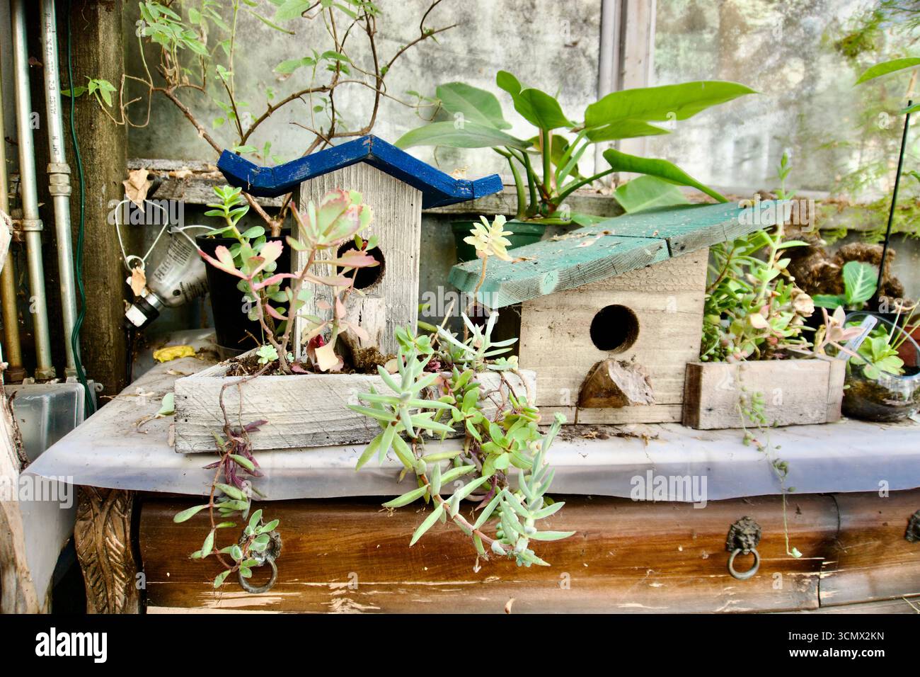 Case per uccelli in legno rustiche con succulente ambientazione da giardino Foto Stock
