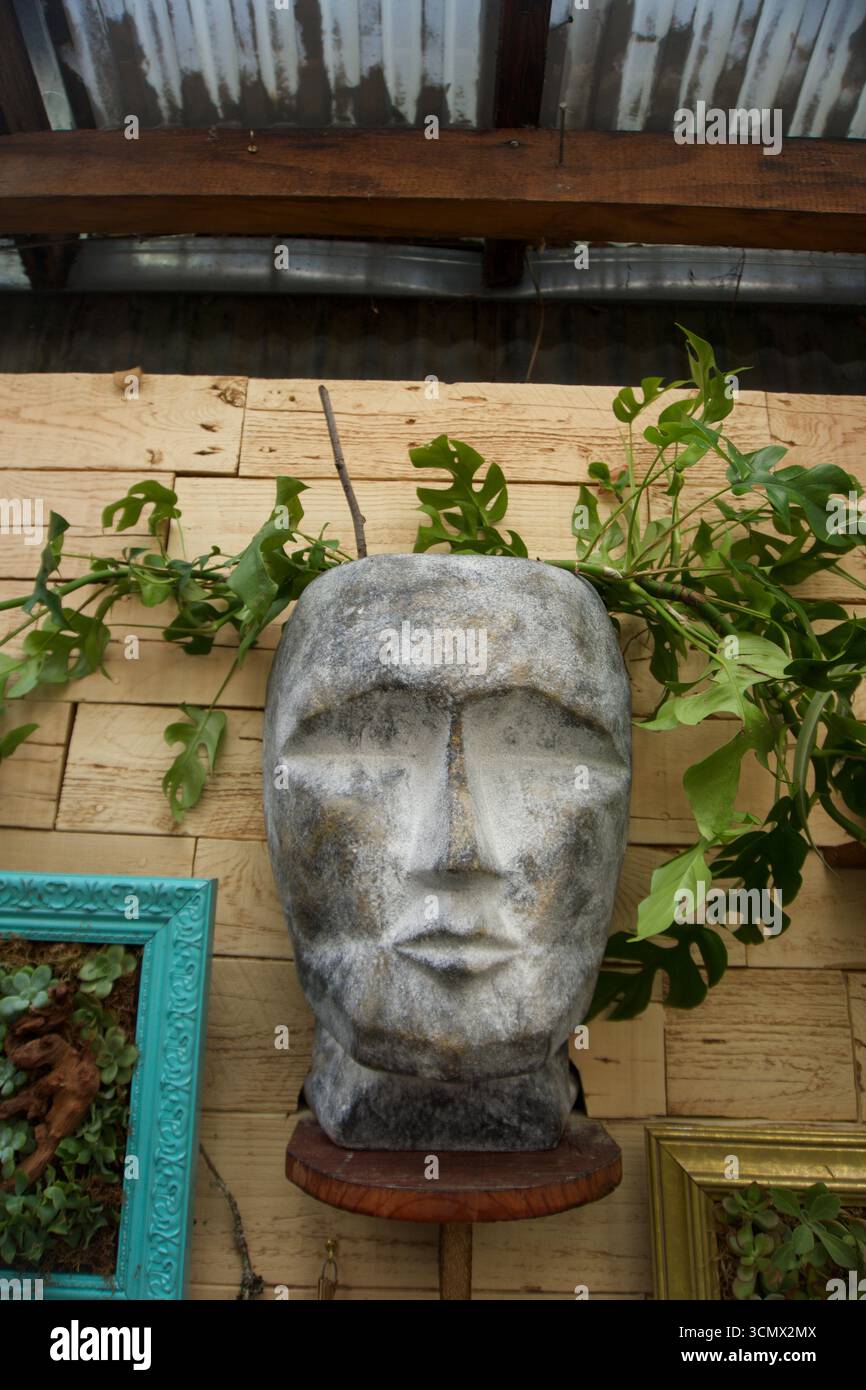 Piantatrice a testa in pietra con fogliame su pareti in legno rustico Foto Stock