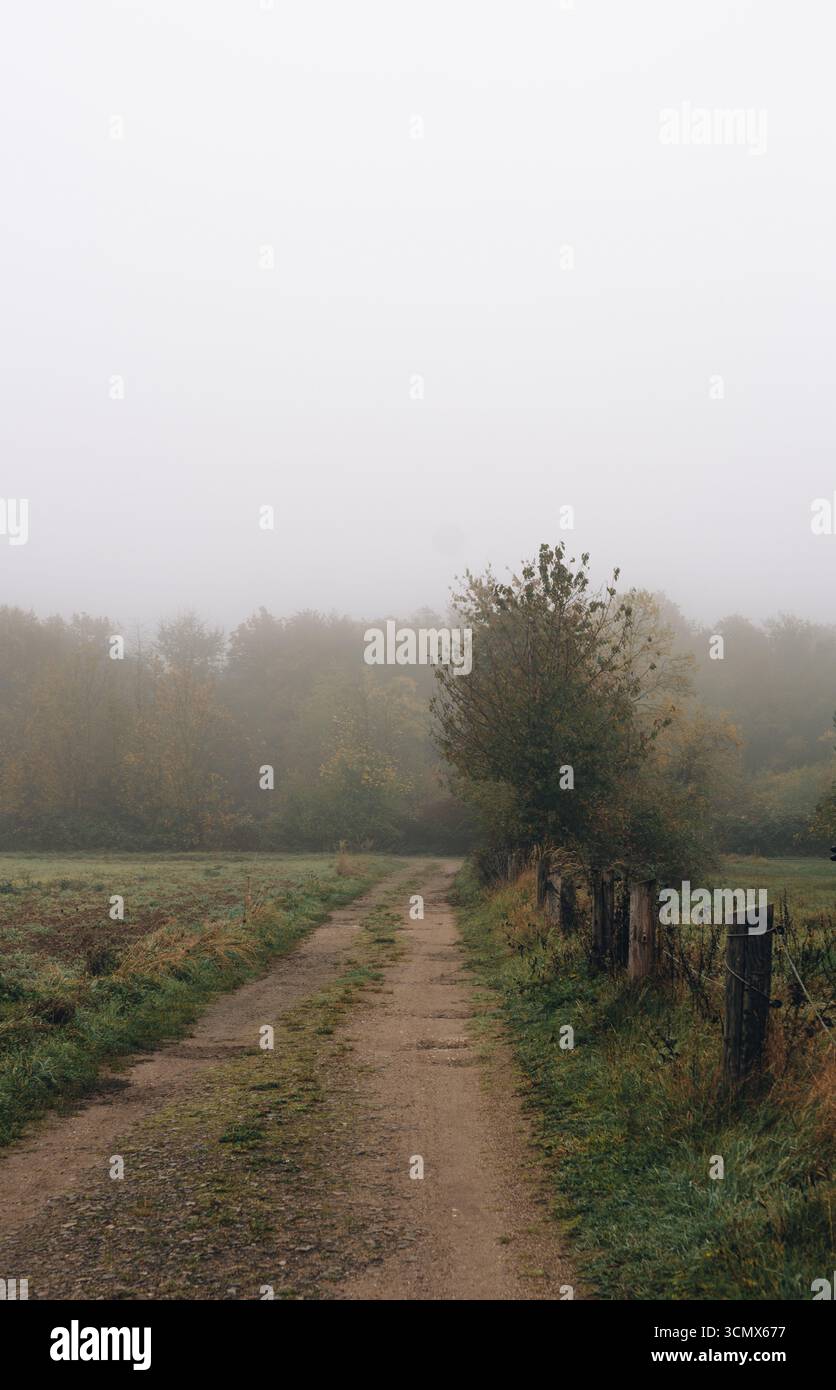 Suggestivo paesaggio autunnale con alberi e campi avvolti dalla nebbia mattutina. I caldi colori autunnali si fondono con l'aria nebbiosa per creare un ambiente tranquillo e accogliente Foto Stock