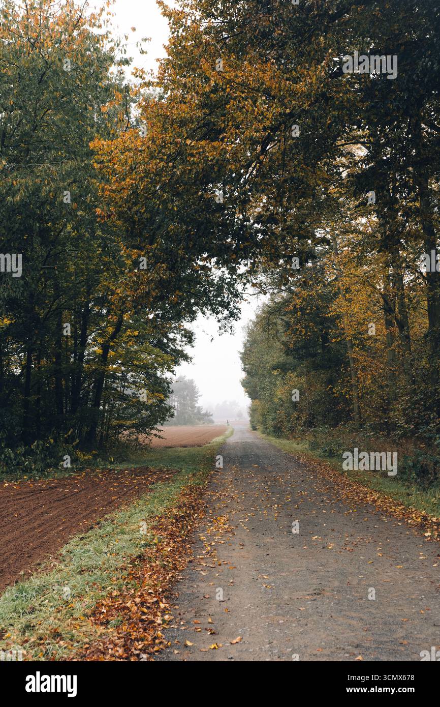 Suggestivo paesaggio autunnale con alberi e campi avvolti dalla nebbia mattutina. I caldi colori autunnali si fondono con l'aria nebbiosa per creare un ambiente tranquillo e accogliente Foto Stock
