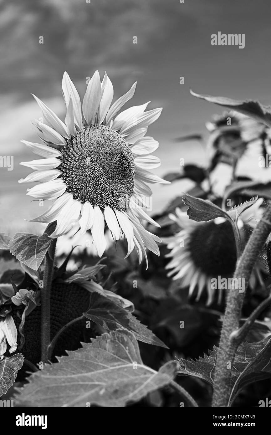 Come i girasoli sono un'espressione vibrante dell'estate. Riprese in un ambiente bianco e nero che mostra la bellezza della natura. Perfetto per una carta da parati Foto Stock