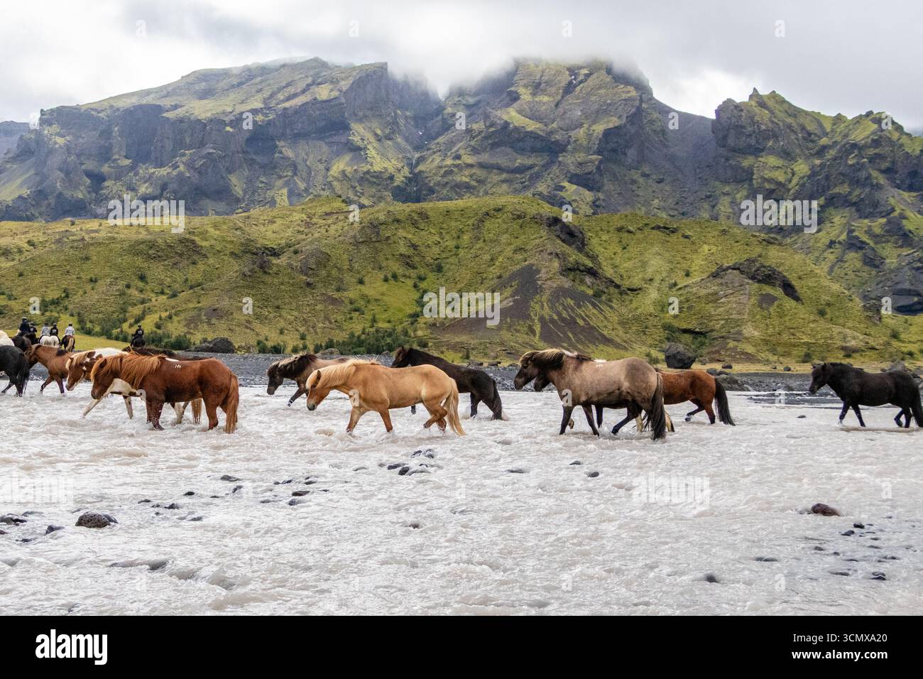 Mandria di cavalli islandese che attraversa il fiume vicino a Thorsmork, Islanda Foto Stock