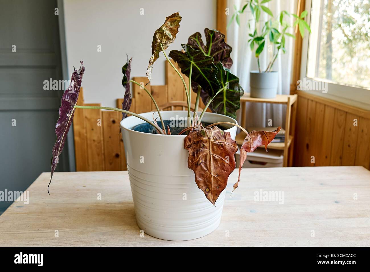 Alocasia amazonica Polly piante che hanno malattia fogliare. Foto Stock
