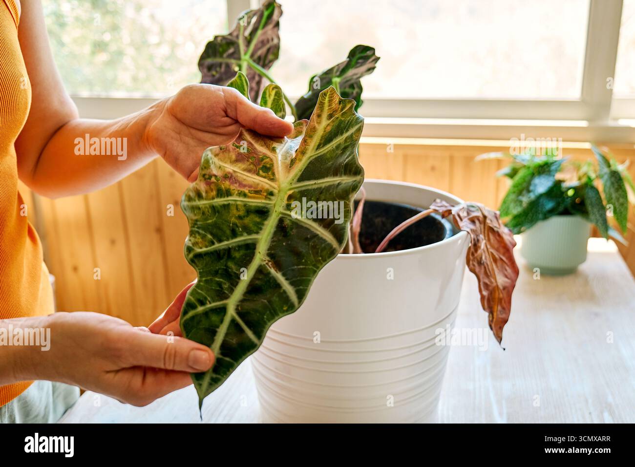 Alocasia amazonica Polly piante che hanno malattia fogliare. Foto Stock