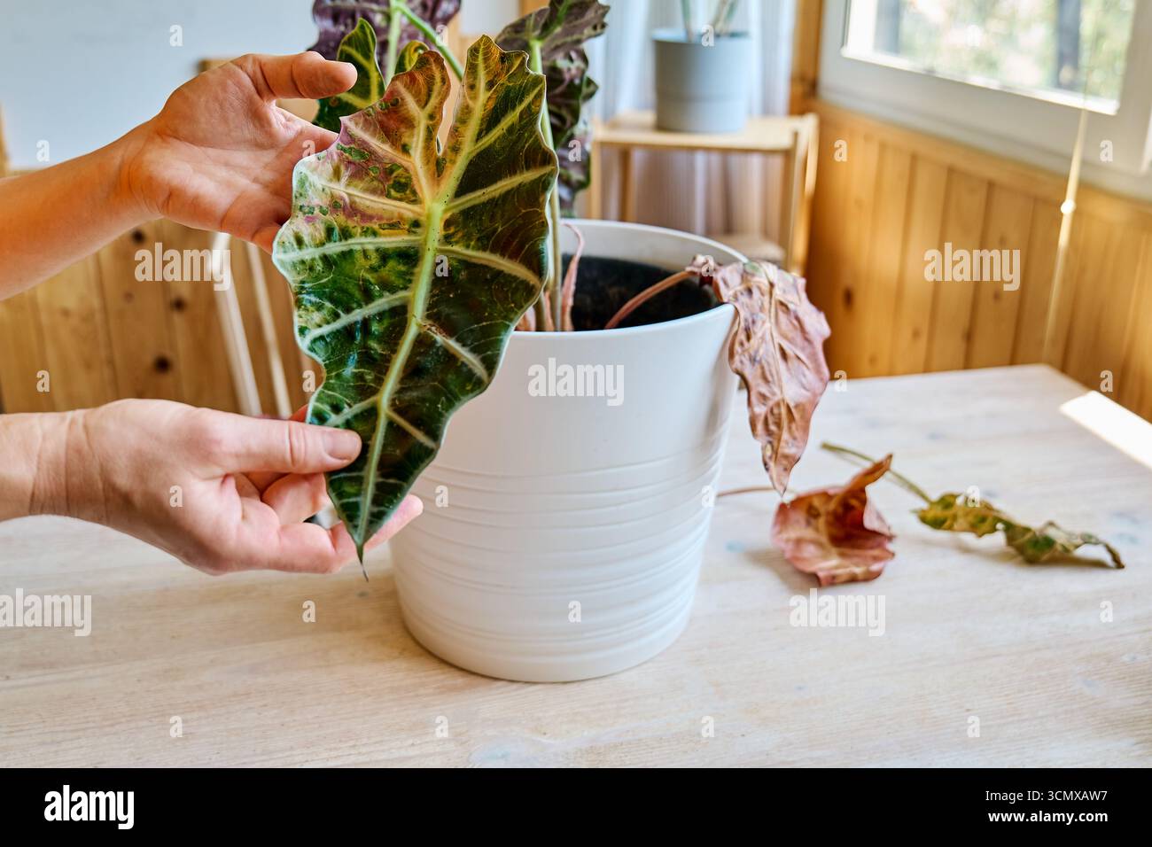 Alocasia amazonica Polly piante che hanno malattia fogliare. Foto Stock