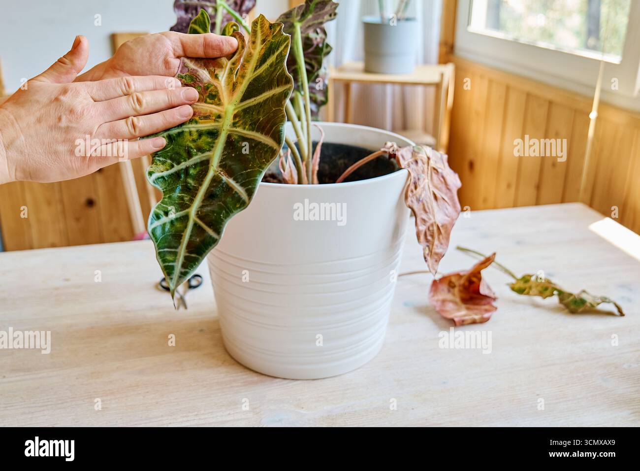 Alocasia amazonica Polly piante che hanno malattia fogliare. Foto Stock