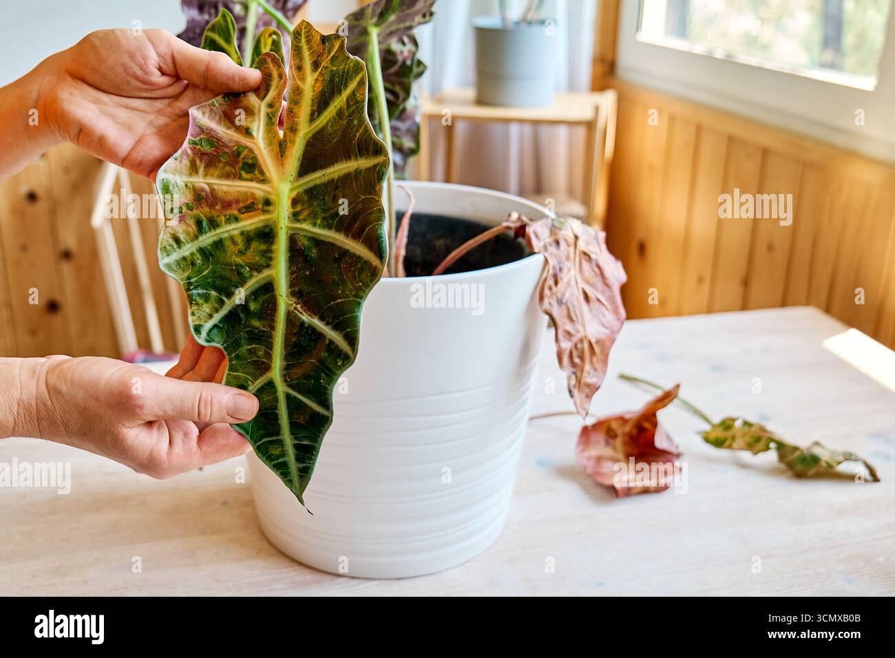 Alocasia amazonica Polly piante che hanno malattia fogliare. Foto Stock