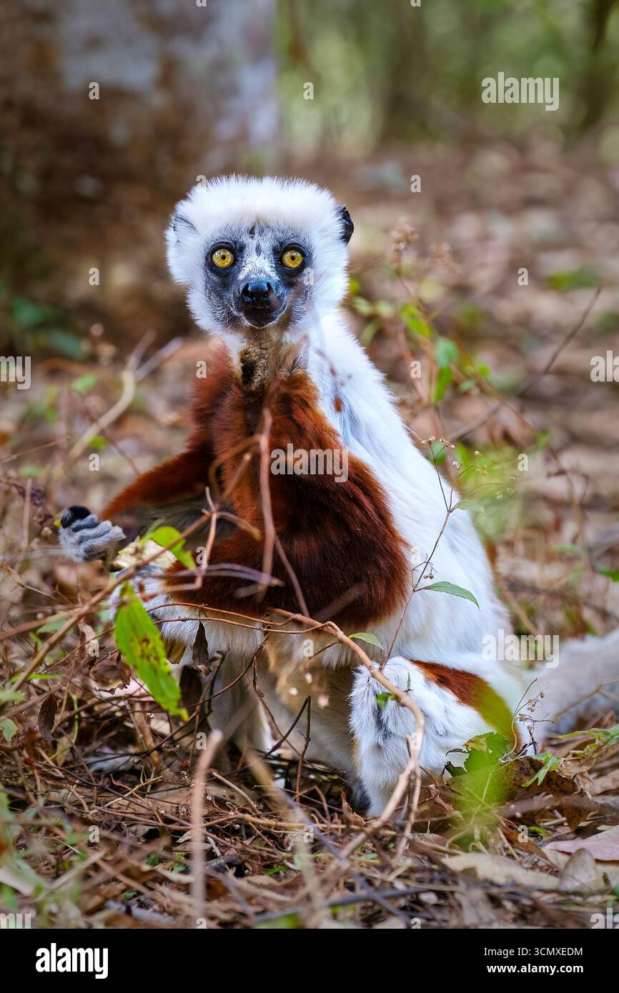 Sifaka lemur (Propithecus diadema), Andasibe Rainforest, Madagascar Foto Stock
