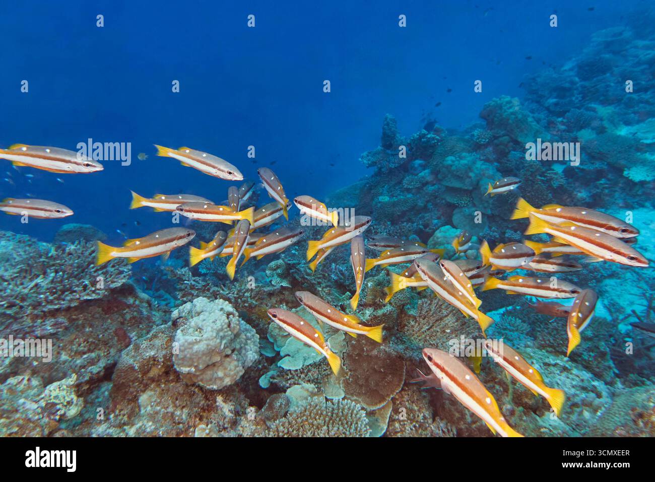 Snappers Banded a due punti (Lutjanus biguttatus) su una barriera corallina nell'atollo di Gaafu Dhaalu, Maldive Foto Stock