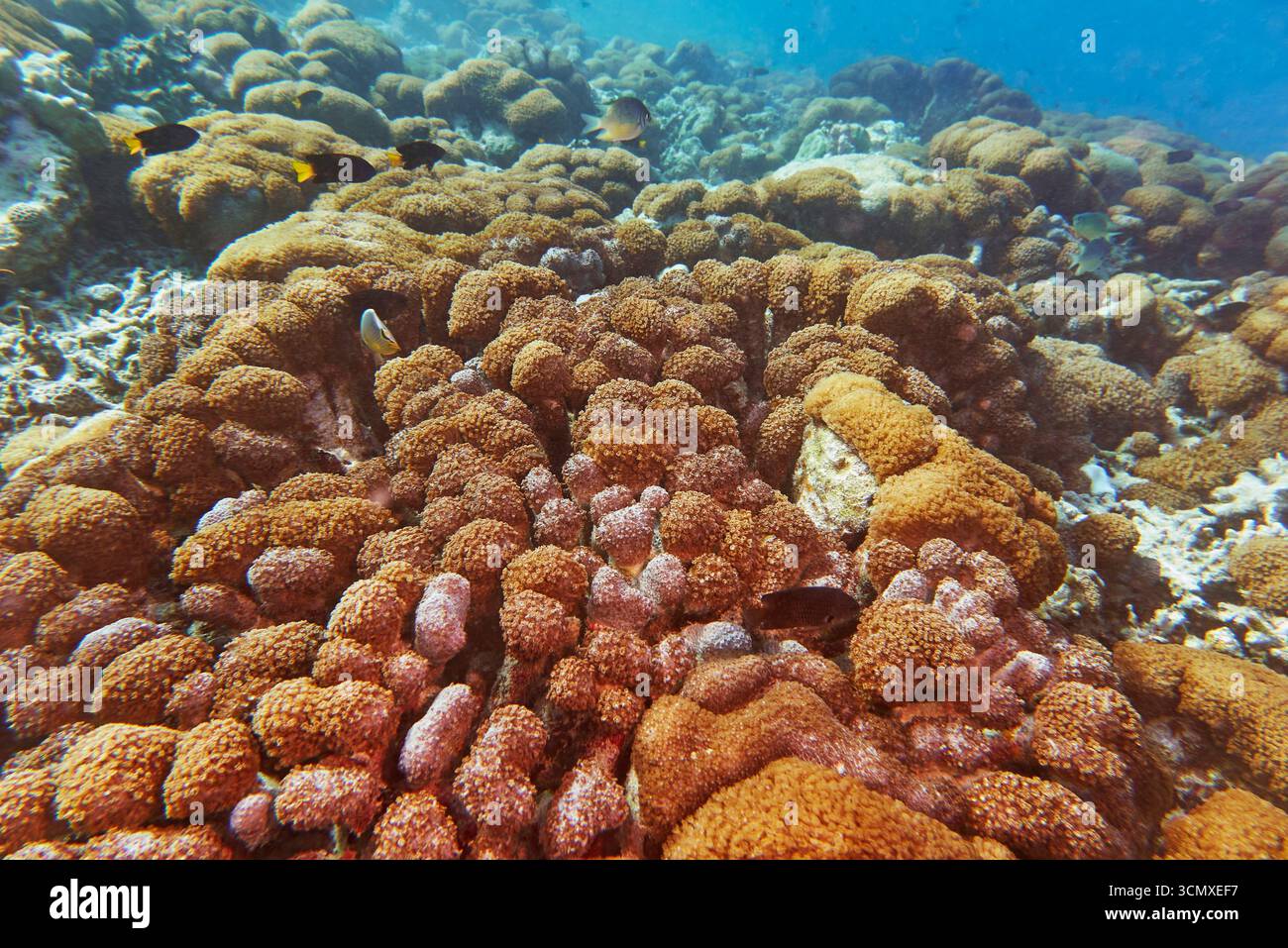 Un letto di anemoni marini e occasionalmente coralli duri, su una barriera corallina nell'atollo di Gaafu Dhaalu, Maldive Foto Stock