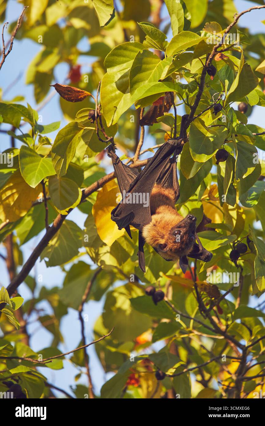 Una volpe volante indiana (Pteropus medius) che si nutre in un albero sull'isola di Havodda, atollo Gaafu Dhaalu, Maldive Foto Stock