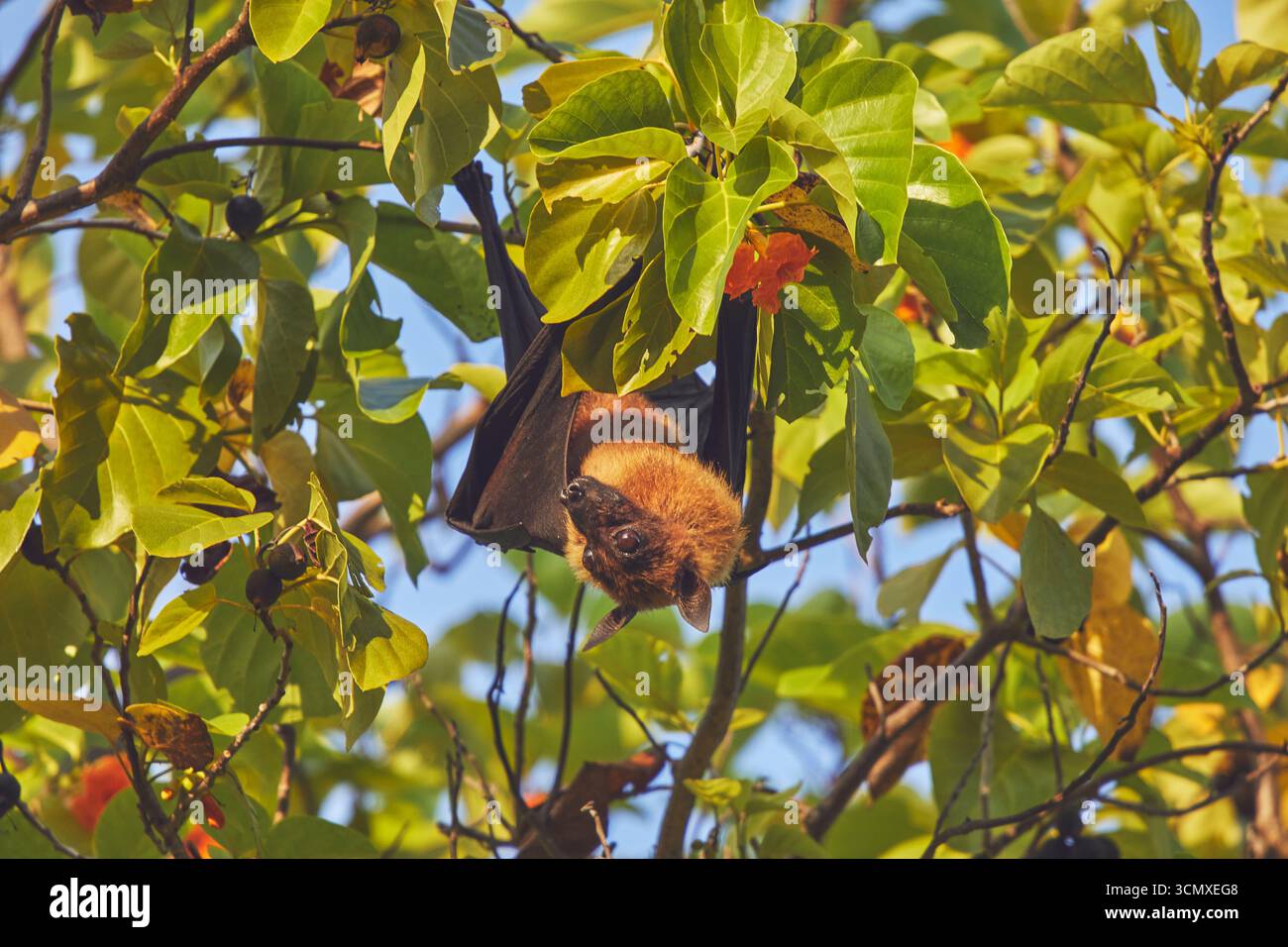 Una volpe volante indiana (Pteropus medius) che si nutre in un albero sull'isola di Havodda, atollo Gaafu Dhaalu, Maldive Foto Stock