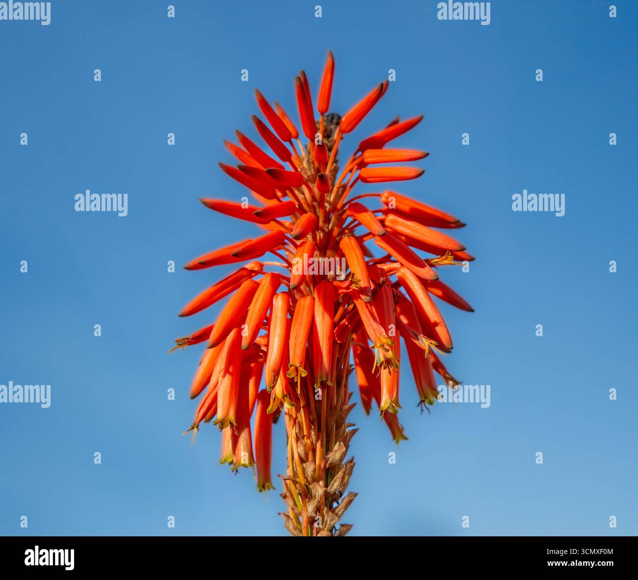 Candelabra aloe (Aloe arborescens) fiore, Bermuda Foto Stock
