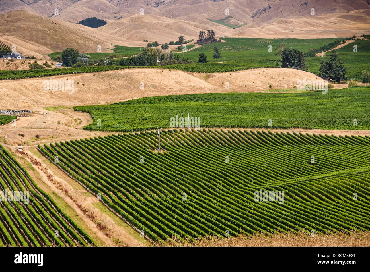 Lush Green Vineyard piantato in Curving Rows con Windmill e Golden Hills vicino a Blenheim, Marlborough, nuova Zelanda Foto Stock