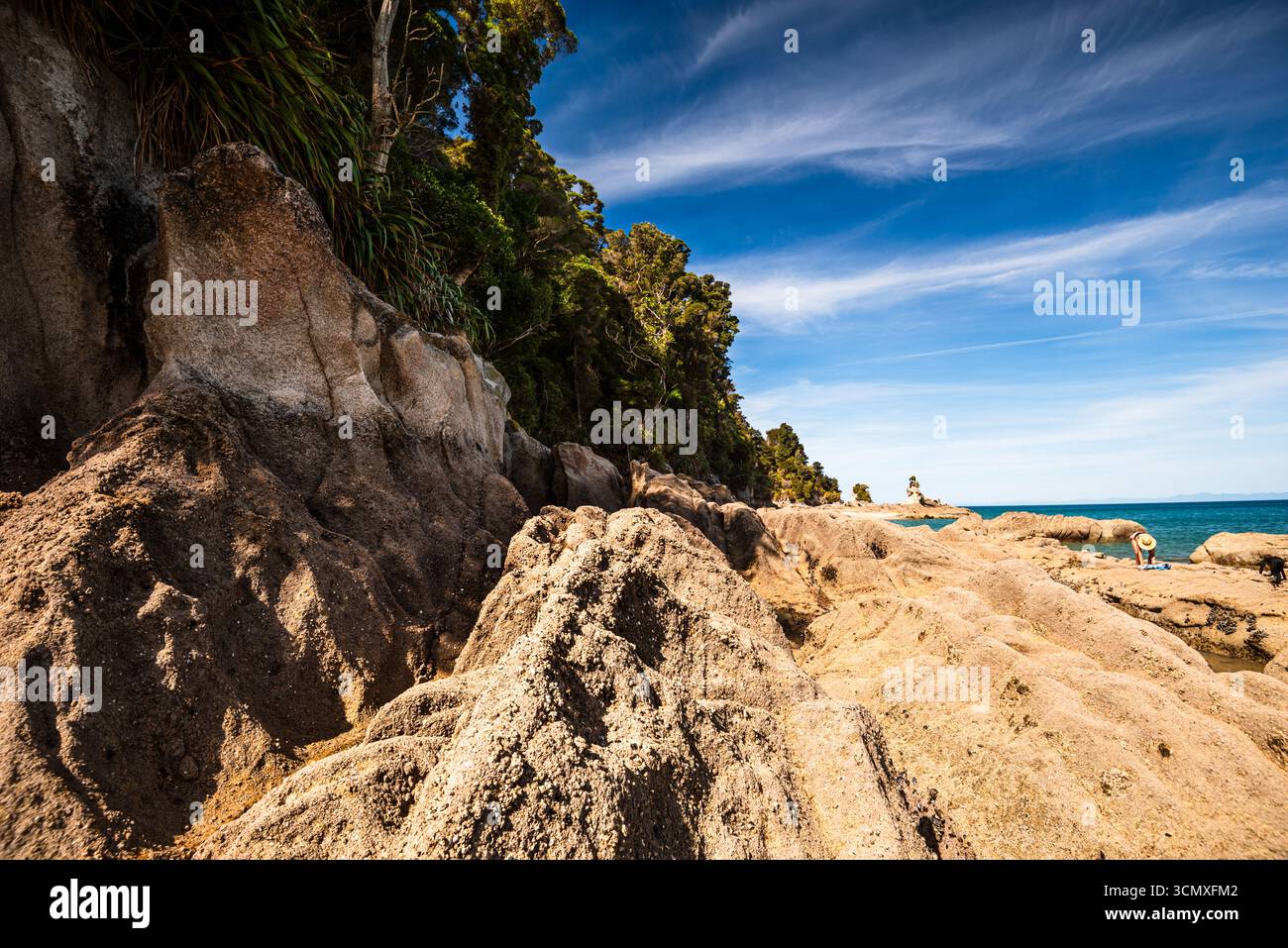 Textured Coastal Rocks and Forest Edge a Low Tide, Abel Tasman National Park, South Island, nuova Zelanda Foto Stock