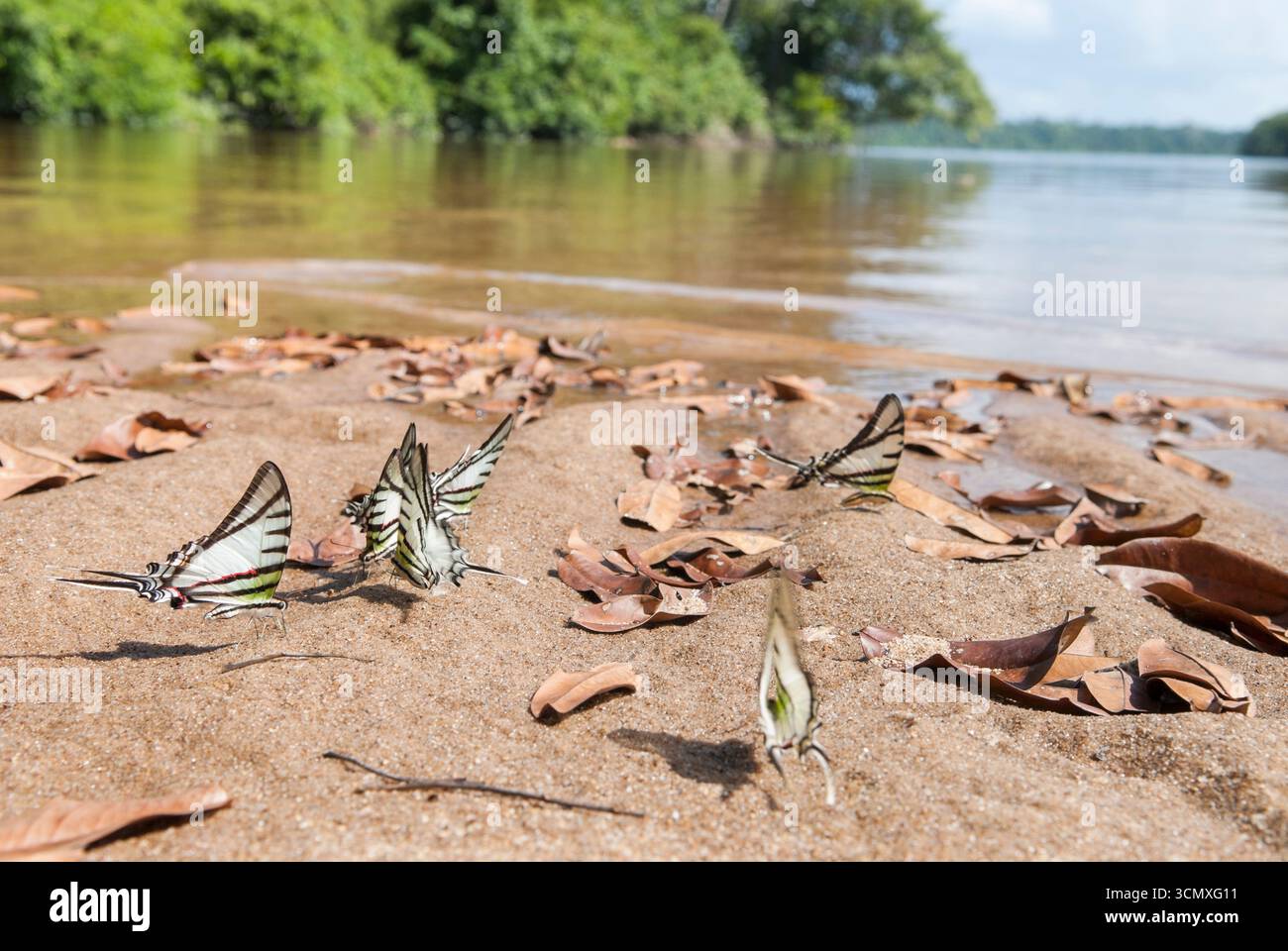 Farfalla (Eurytides agesilauson) sulla riva del fiume Caura, Repubblica bolivariana del Venezuela, Sud America Foto Stock