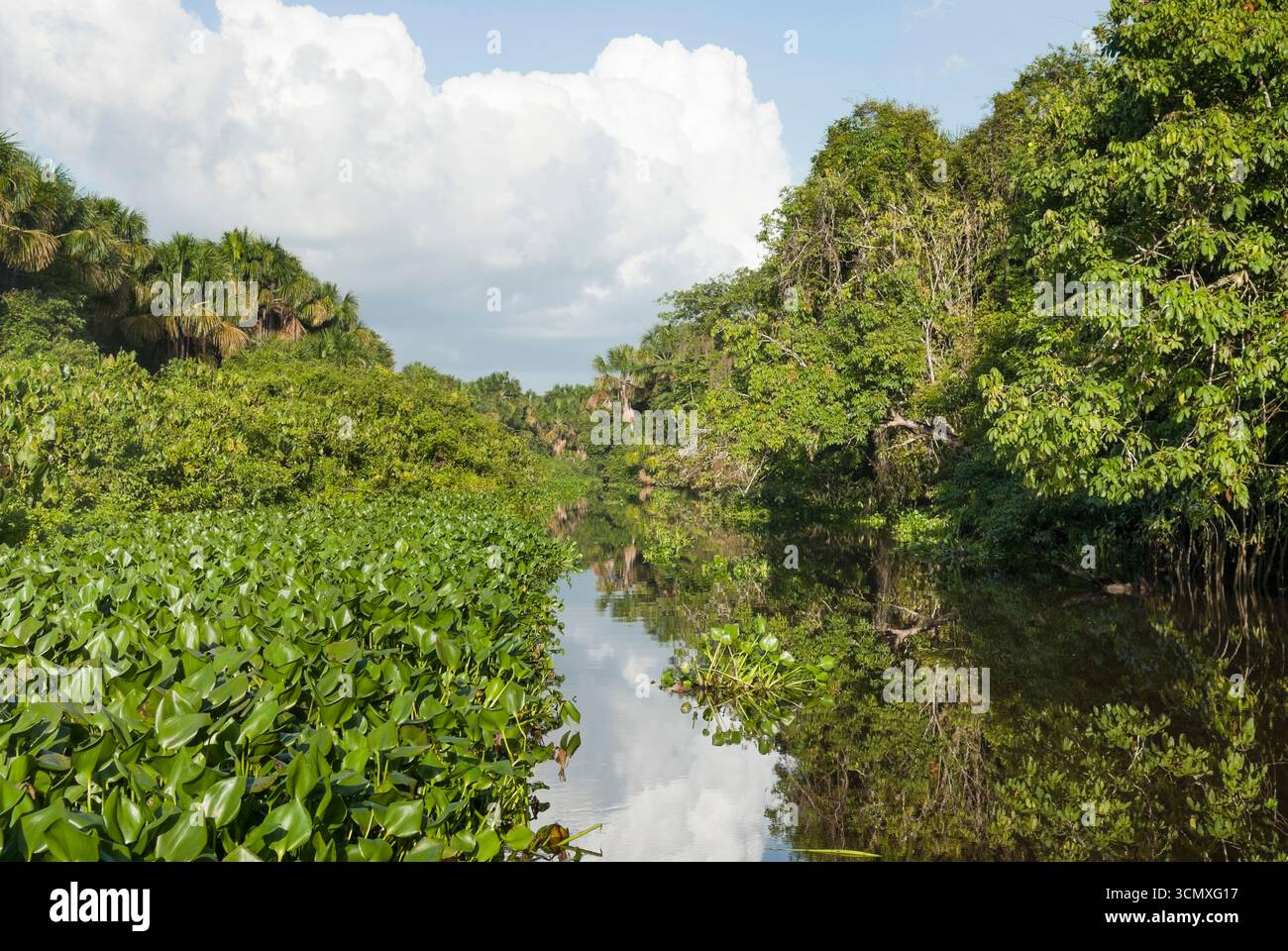 Fiume Tigre affluente del fiume Orinoco, Stato di Monegas, Repubblica bolivariana del Venezuela, Sud America Foto Stock