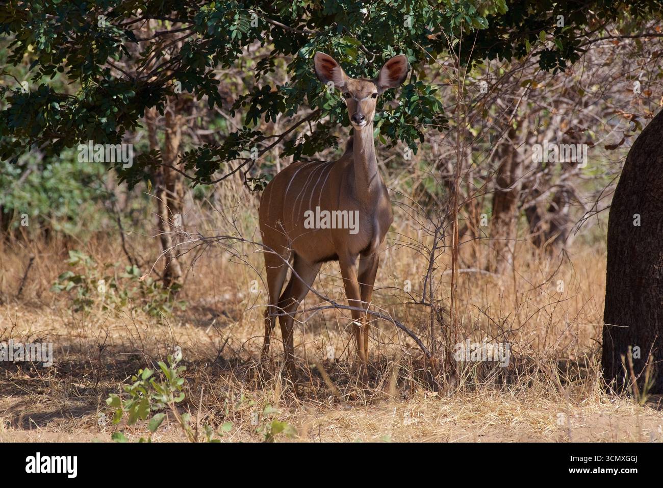 Kudu (Tragelaphus strepsiceros), donna che fissa la macchina fotografica, orecchie pricked Chobe National Park, Botswana Foto Stock