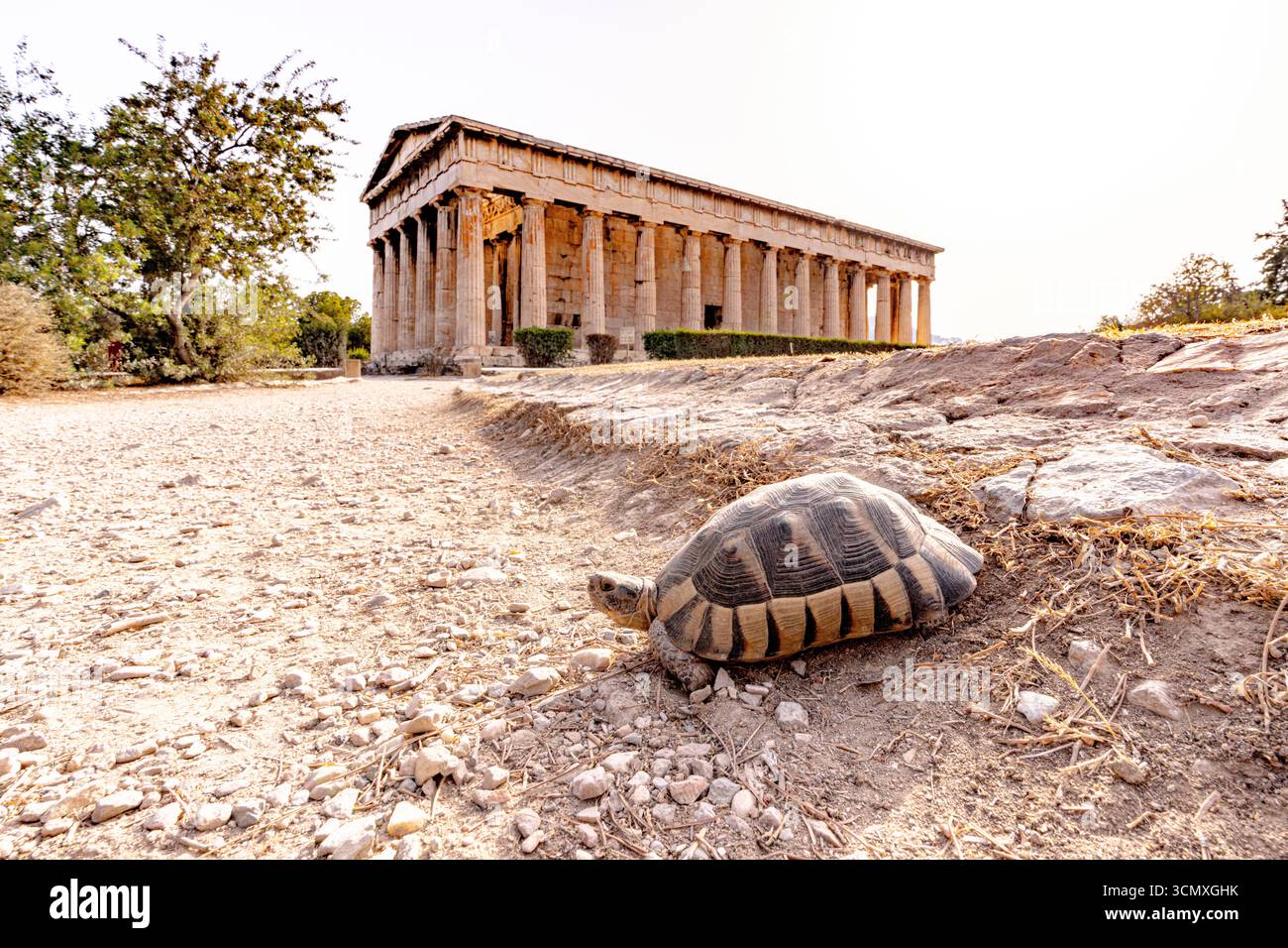 Tartaruga vicino al Tempio di Efesto, l'antica Agorà di Atene, Atene, Grecia Foto Stock