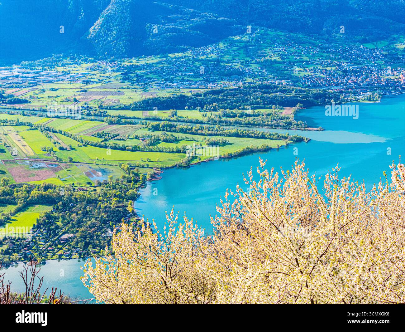 Ciliegi in fiore affacciati sulla foce dell'Adda, sul Lago di Como, Lombardia, Italia Foto Stock