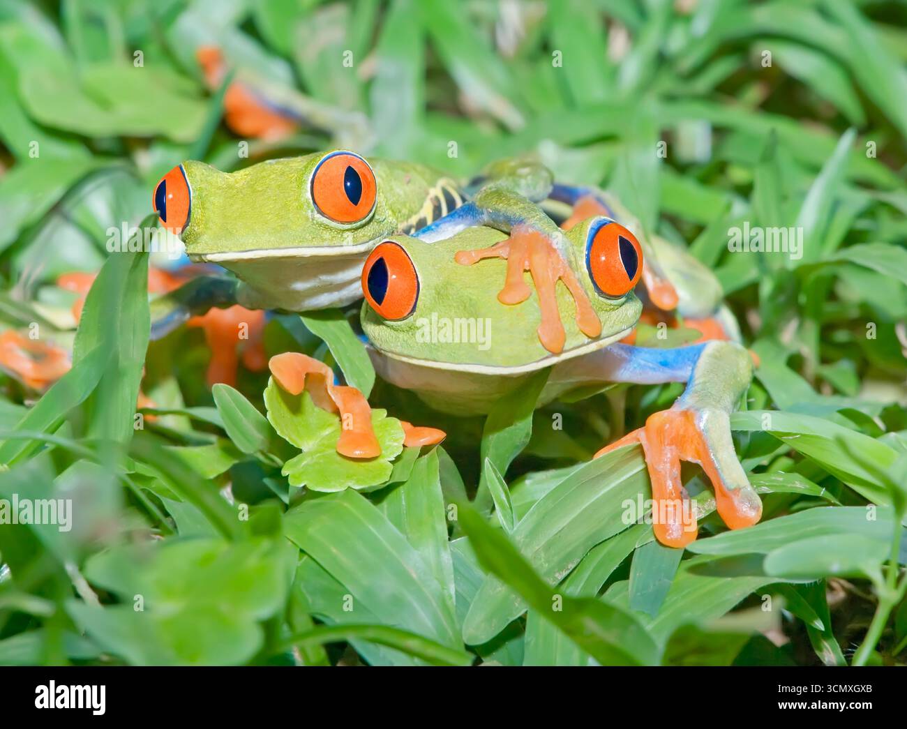 Rane dagli occhi rossi (Agalychins callydrias) insieme, Costa Rica Foto Stock